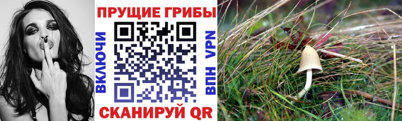 hydra как войти  Кулебаки  Псилоцибиновые грибы MAGIC MUSHROOMS  где купить наркоту 